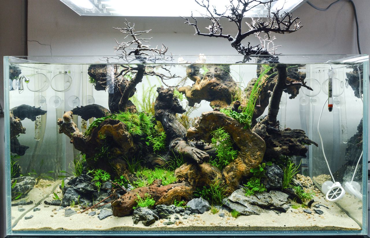 Daily Aquascaping 水槽 レイアウト 水草 ビバリウム Daily Aquascaping 水槽 レイアウト 水草 ビバリウム