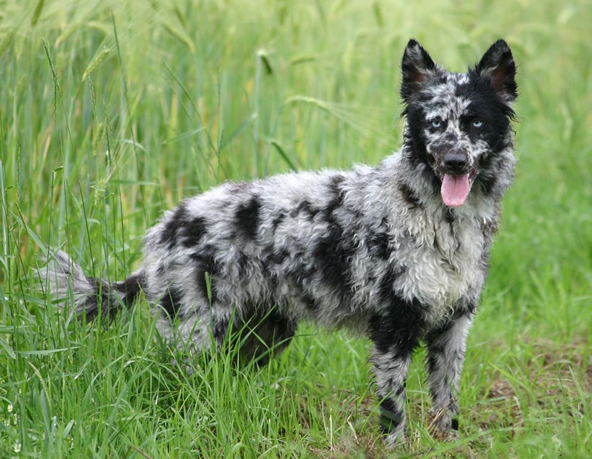 This Is A Rare Breed Called A Mudis Rare Dog Breeds Herding