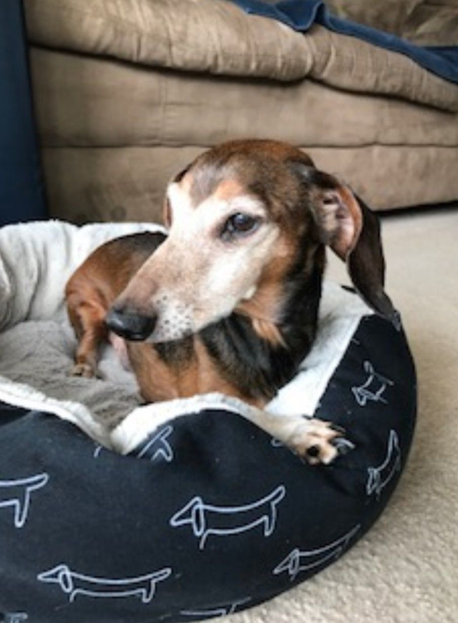 Dachshund Dog For Adoption In Sioux Falls Sd Adn 815942 On