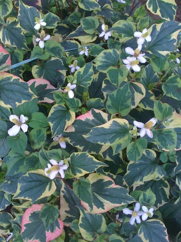 Bella HOUTTUYNIA CORDATA (pianta da laghetto; da me sta in terra di campo) #immergrünesträucher