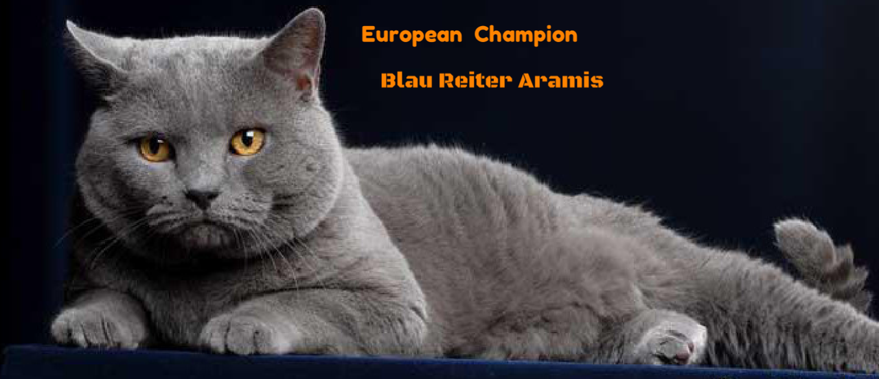 Video Di Aramis Blau Reiter Blau Reiter Certosini Della Conca D