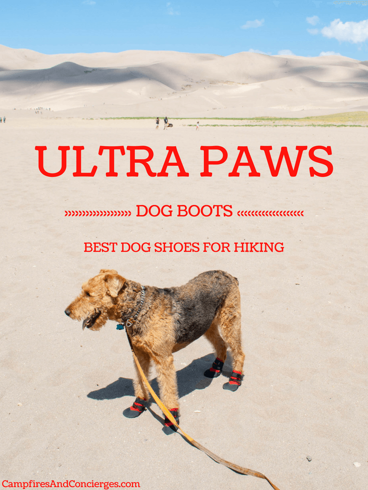 best dog shoes for winter
