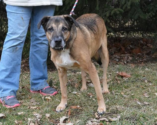 Adopt Pounce ADOPTED! on Petfinder Dog adoption, Labrador retriever