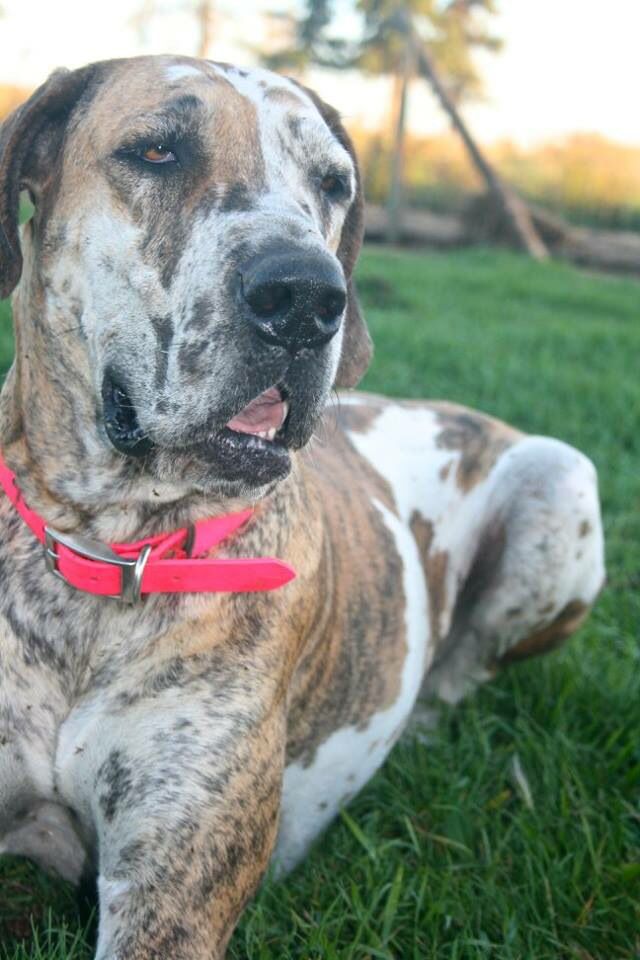 Labyrinth Great Danes Canada Www Labyrinthgreatdanes Com Dogs