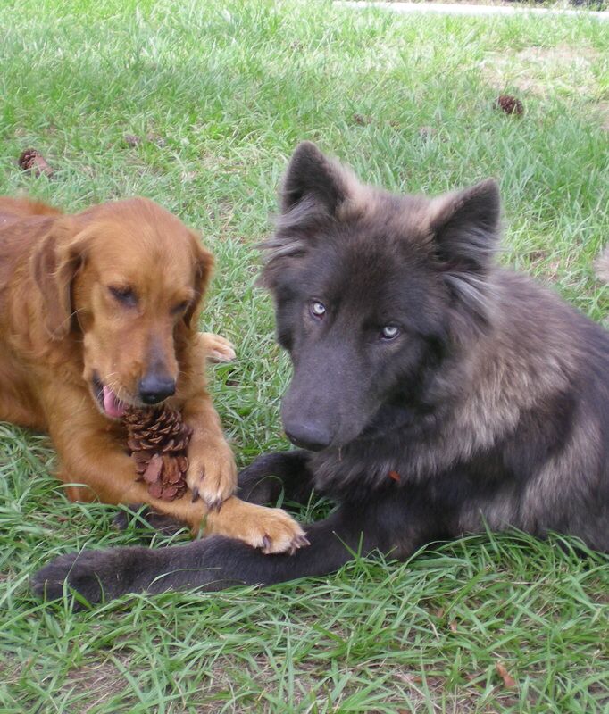 Blue Bay Shepherd My Next Dog So Awesome Blue German