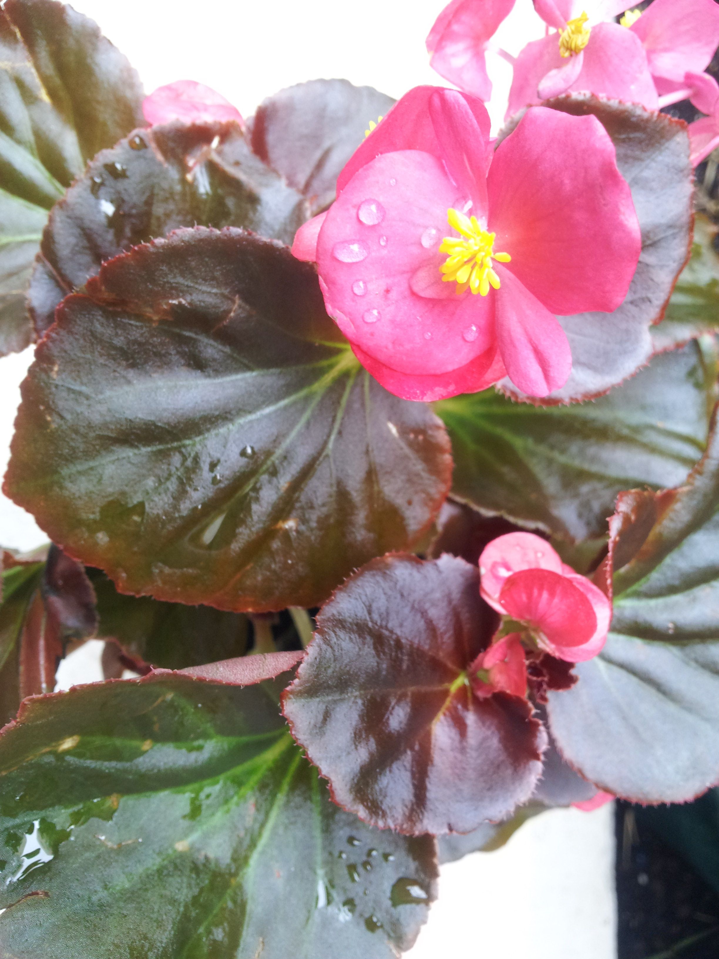 wax begonia species wax begonia species