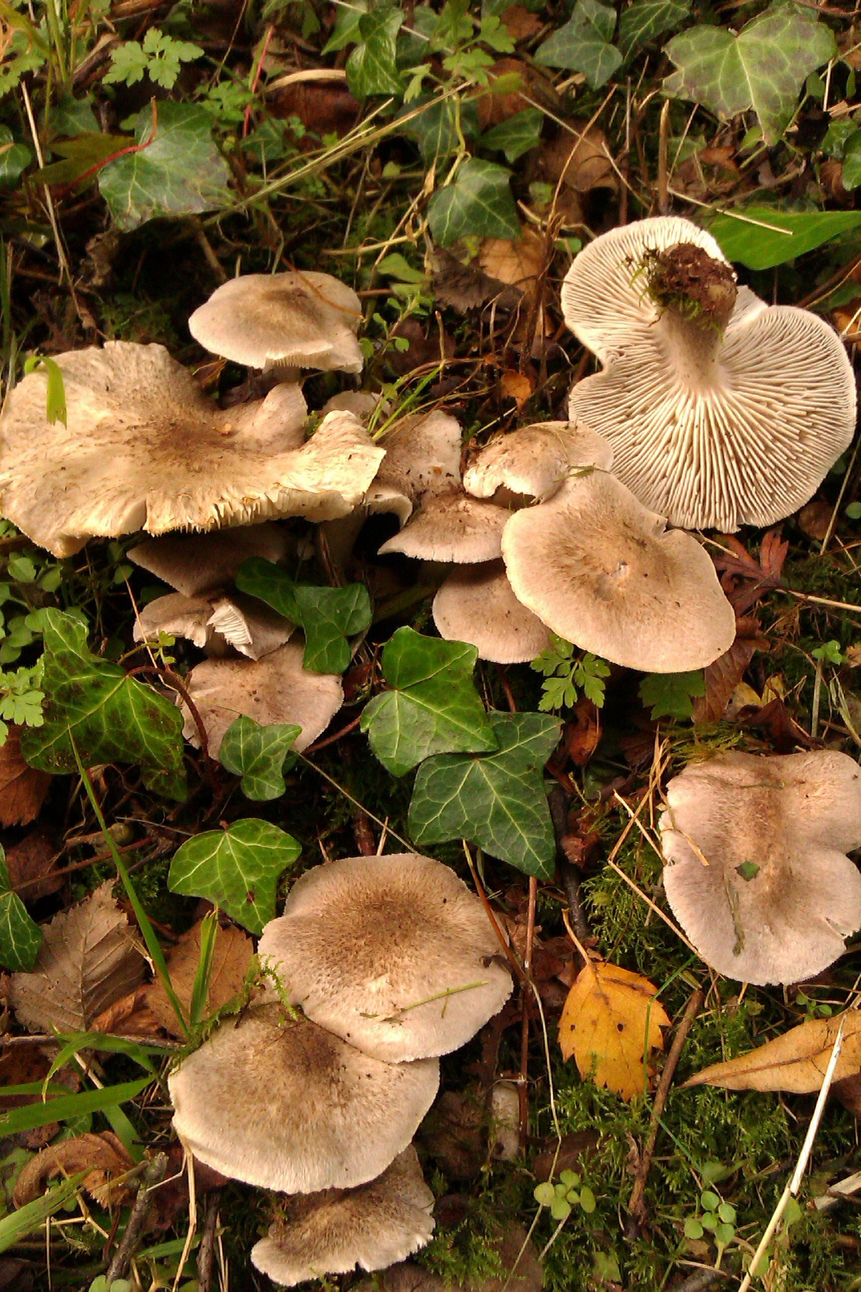 Wild Mushroom Identification Charts | Forager Trip Info: | Wild edibles