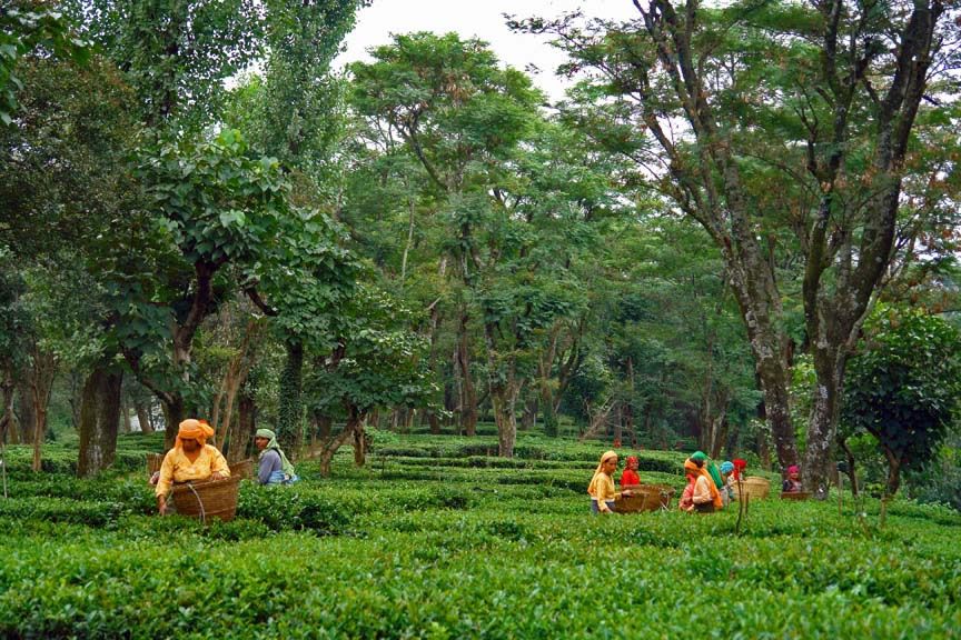 Assam Tour Packages Tea Estate Festivals Around The World