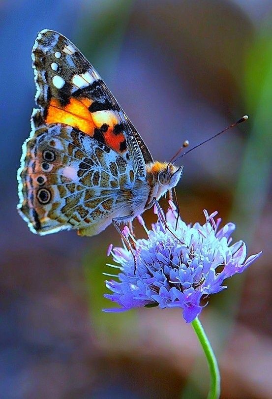 Painted Lady And It S Even On A Scabiosa Flower Although Ours