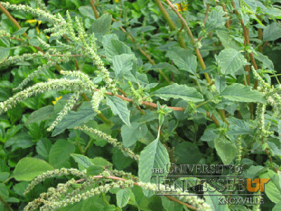 spiny amaranth weeds or free food weed harvest spiny amaranth