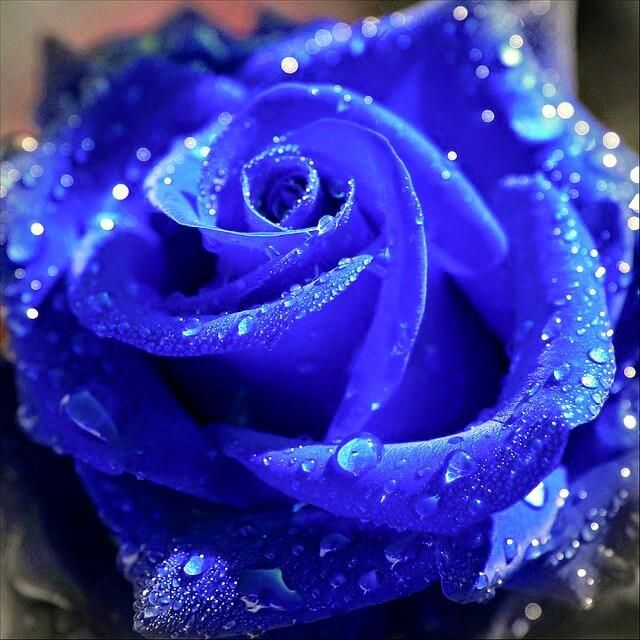 chillzee wet-rose-for-you.jpg chillzee wet-rose-for-you.jpg