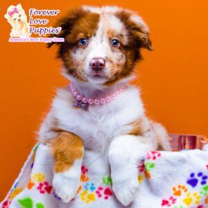 Puppies for Sale | Miami & Pembroke Pines, FL | Forever Love Puppies in