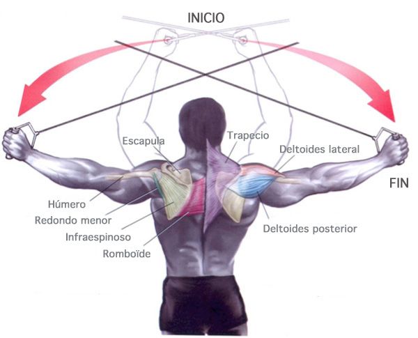 Extension triceps polea barra