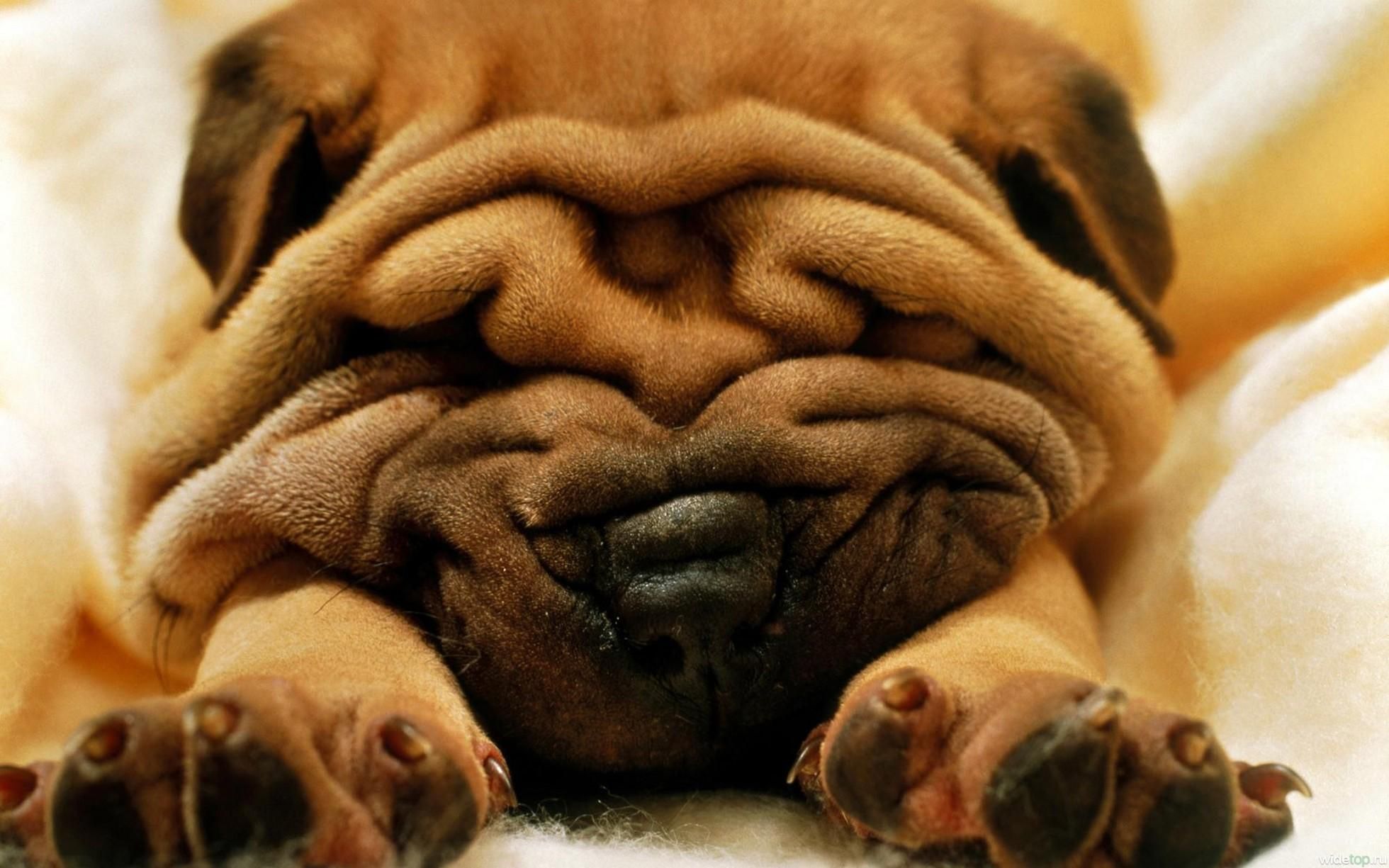 صور شاربي Wrinkly Dog Dog Smells Dogs