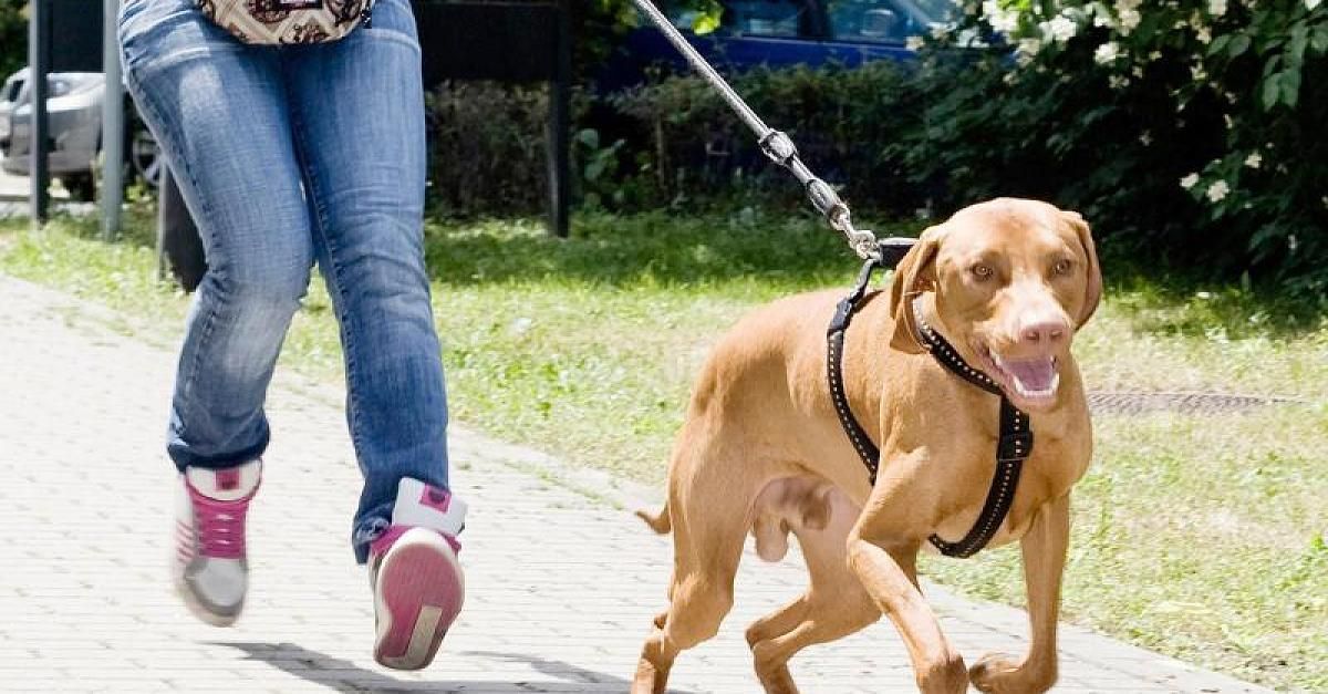 Hund zerrt an der Leine Herrchen muss sofort stehen bleiben Hunde, Tiere hund, Hunde erziehen
