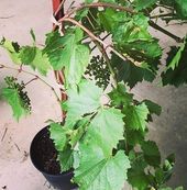 DIY Grape Vine Trellis: Wie man eine hausgemachte Laube im Hinterhof baut#design...