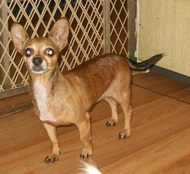 Tawna Is An Adoptable Chihuahua Dog In Bunnell Fl This Little