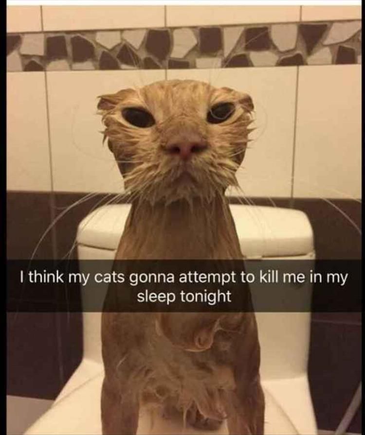 Funny Animal Pictures Of The Day 15 Pics #funnyanimalpics