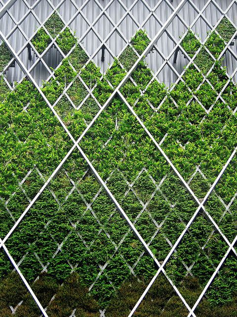 25 Reasons to Become a Vertical Gardener