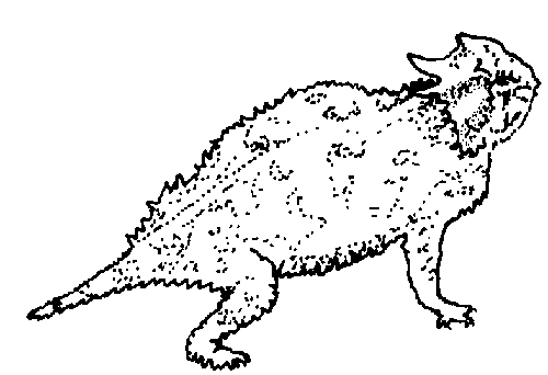 TPWD Kids Texas Symbols Reptile Horned lizard Frog coloring pages