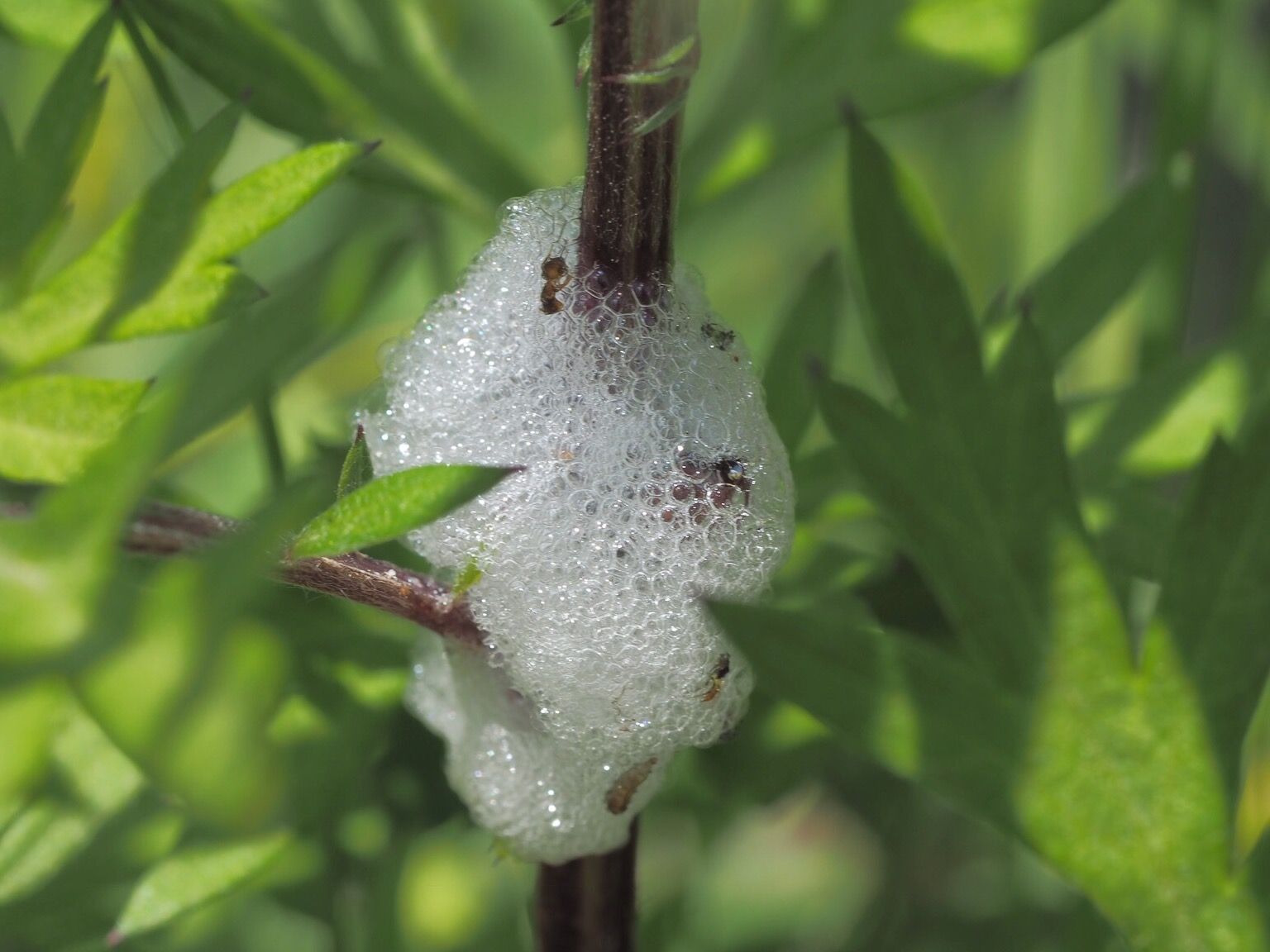 アワムシ シロオビアワフキの幼虫 夏 オビ 幼虫 アワムシ シロオビアワフキの幼虫 夏 オビ 幼虫
