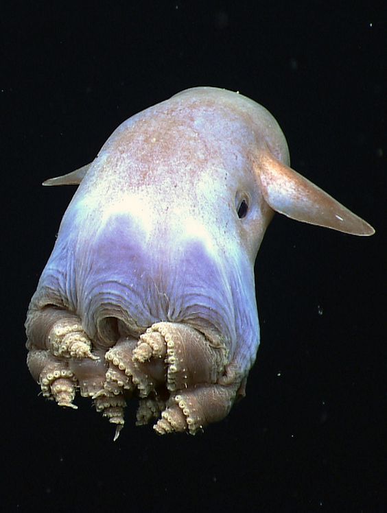 monterey bay aquarium jah