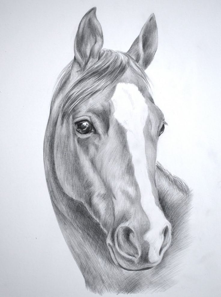 Images for wild horse drawings in pencil Images for wild horse drawings in pencil
