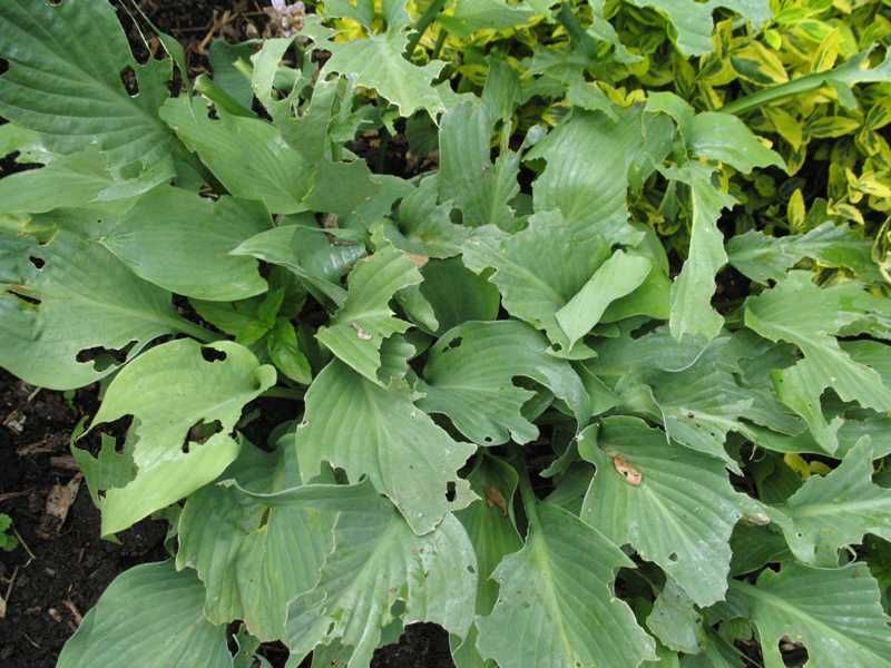 Something is eating my hostas what can i do