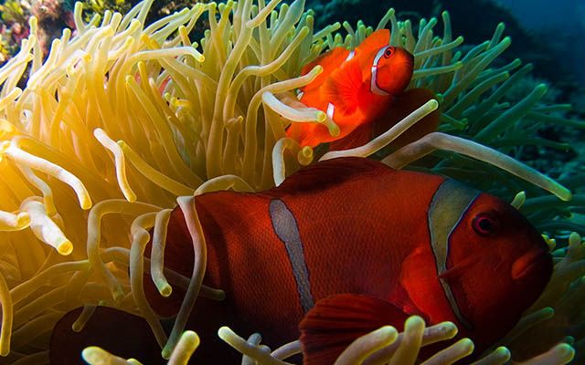 Join the MarineBio Conservation Society | Marine biology degree, Marine