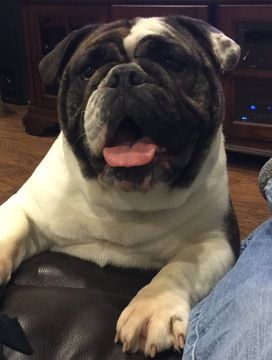Bulldog Puppy For Sale In Spanaway Wa Adn 24559 On Puppyfinder