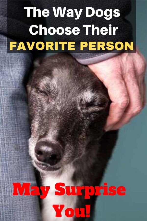 How Do Dogs Choose Their Favorite Person