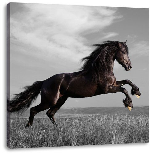 East Urban Home Graceful Stallion in a Meadow Photographic Print on Canvas | Wayfair.co.uk