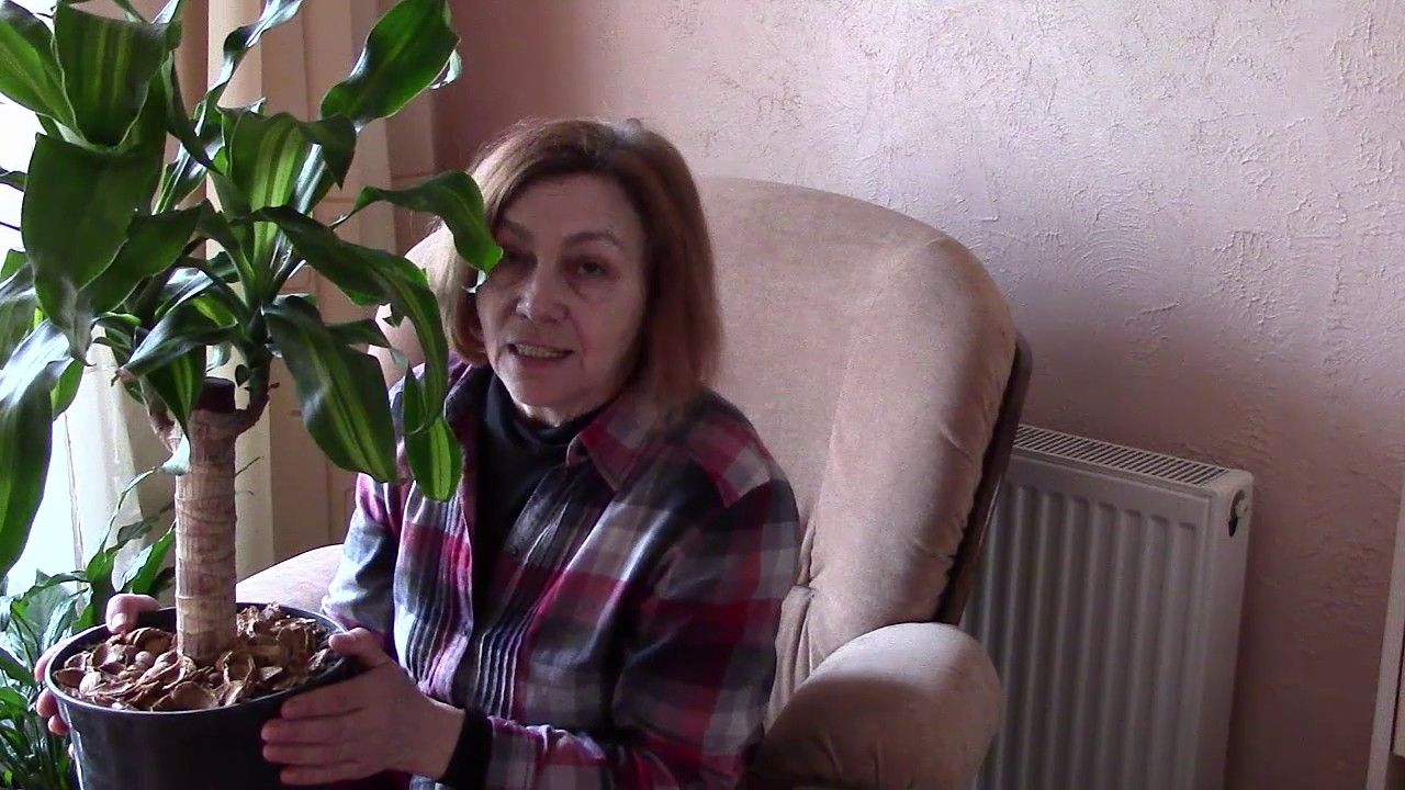 Картинки скинов девушки Картинки скинов девушки