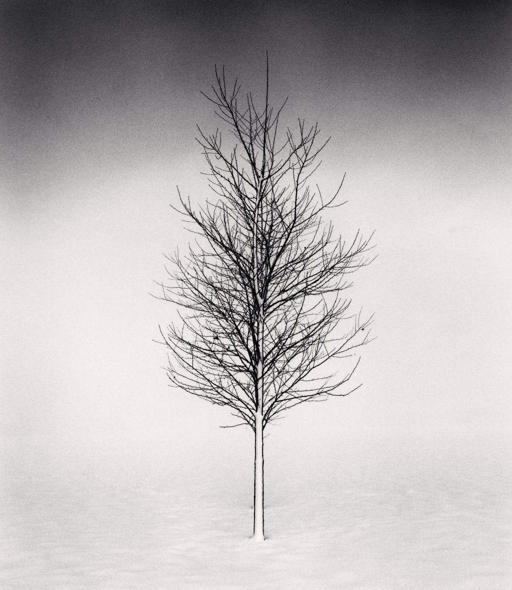 Black and white photography by michael kenna michael kenna tree portrait study i wakoto hokkaido japan 2002