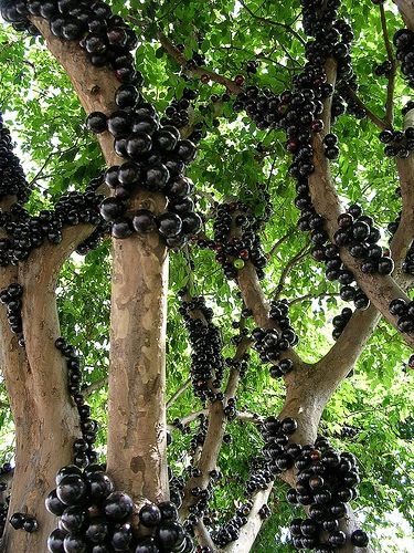 Jaboticaba 珍しい植物 果園 植物栽培 Jaboticaba 珍しい植物 果園 植物栽培