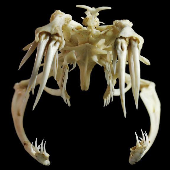 Gaboon viper (Bitis gabonica) Animal skulls, Animals, Skull