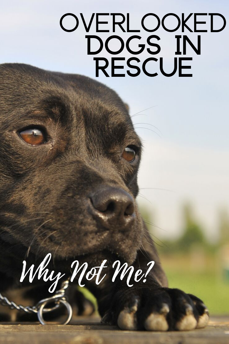overlooked dogs in rescue waggy tales rescue dogs dogs breeds