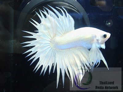 Angel Wing Betta