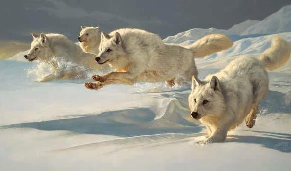 Epingle Par Julia Tuominen Sur Liʕ ᴥ ʔfe Loup Photo Animaux Animaux Sauvages Epingle Par Julia Tuominen Sur Liʕ ᴥ ʔfe Loup Photo Animaux Animaux Sauvages