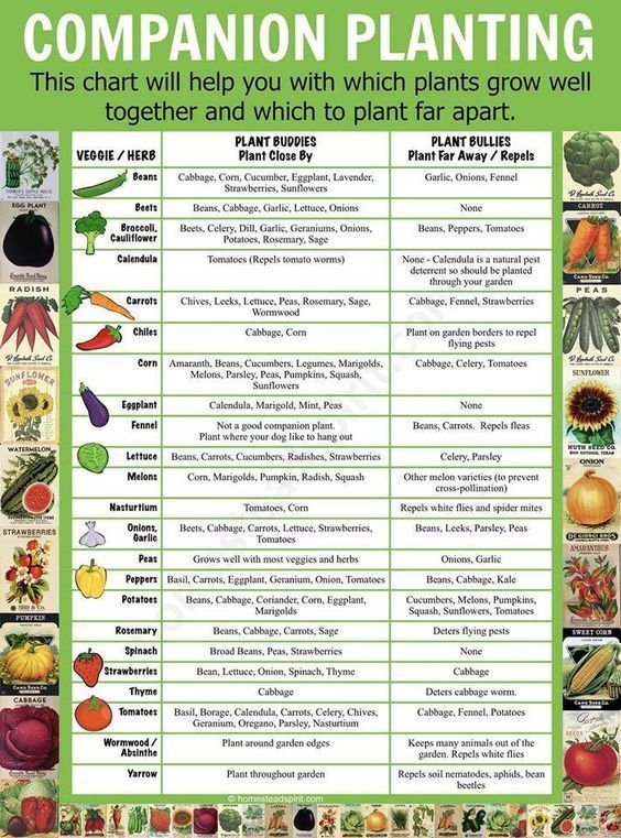 It’s time for another round of What I’m Gardening This Week! The weather is getting warmer, the sun is out just a tiny bit longer, and my seeds are itching to be planted soon. Next week, it’s time to plant the first round and put the DIY grow lights you created from last week to good use. This week, it’s all about choosing which vegetables and herbs can be planted by one another, and which ones cannot. It’s amazing the benefit that planting certain crops directly around one another. And in the Veggie Garden, Vegetable Garden Planning, Vegetable Garden For Beginners, Backyard Vegetable Gardens, Vegetable Garden Design, Gardening For Beginners, Backyard Garden, Gardening Tips, Diy Garden