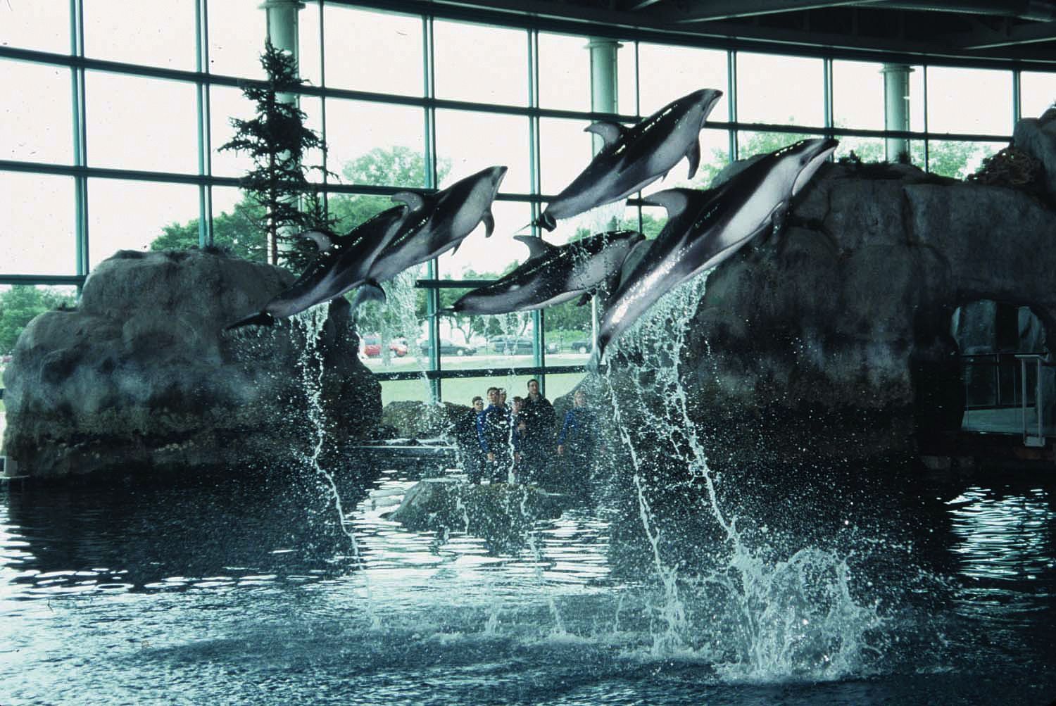 shedd aquarium come visit the 22 000 animals living in this
