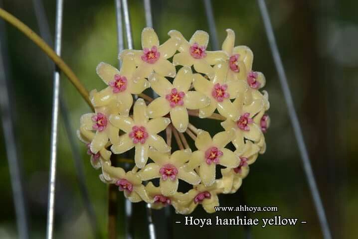 Hoya pauciflora /"cutting/"