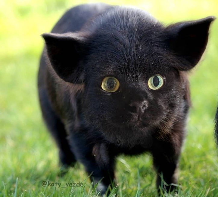 Instagram Artist Photoshops Your Cats Face Onto Any Animal Pics