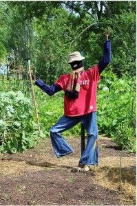 Garden Birds Most Are Friends Some Are Foe Old Garden Clothes Are Best Used To Scare Off The Pigeons Epouvantail De Jardin Epouvantail Vieux Vetements