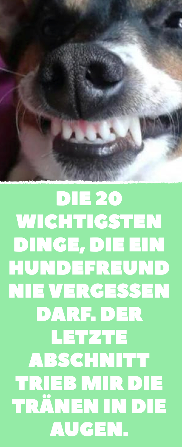 Augen Tränen Hund Homöopathie Augen DE