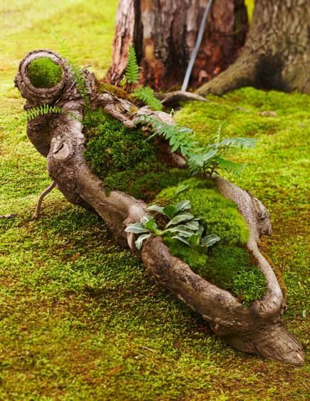 This tree trunk cavity holds the mosses Dicranum scoparium, Polytrichum commune, Bryoandersonia illecebra, Climacium americanum, Thuidium delecatulum, Anomodon rostratus and Entodon seductrix. For contrast, the trunk also includes resurrection ferns (Polypodium polypodioides), Christmas fern (Polystichum acrostichoides), striped wintergreen (Chimaphila maculata), downy rattlesnake plantain (Goodyera pubescens) and ebony spleenwort (Asplenium platyneuron). Landscape Fabric, Green Landscape, Landscape Design, Landscape Plans, Garden Whimsy, Woodland Garden, Garden Junk, Christmas Fern, Growing Moss