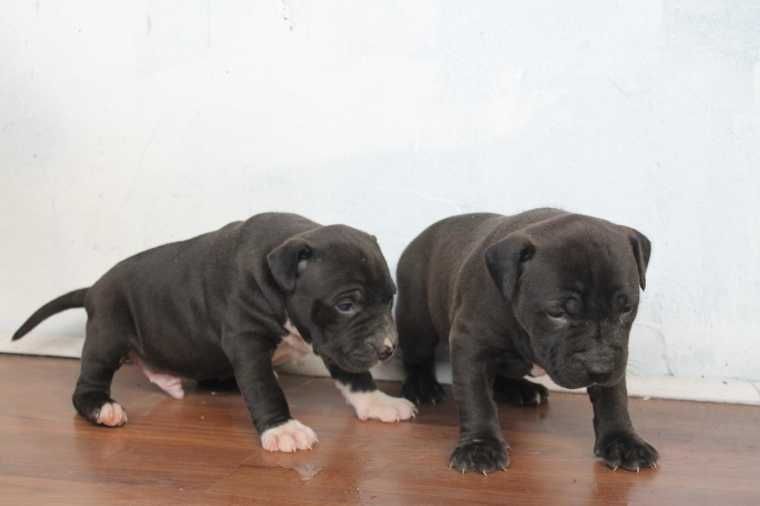 Blue Nose Pitbull Puppies For Sale For Sale Pitbull Puppies