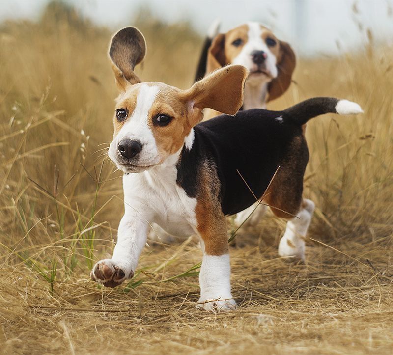 Cute Beagles Cute Beagles Beagle Dog