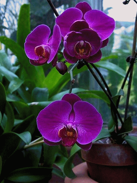 flores e frases orquideas orquideas pinterest orchid flowers