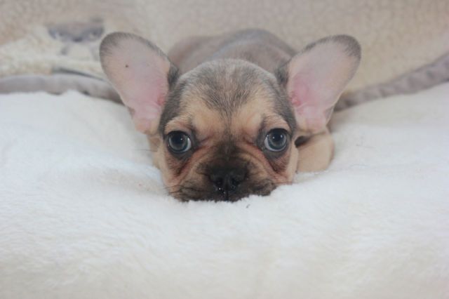 Chocolate Sable Male With Green Eyes French Bulldog Puppy